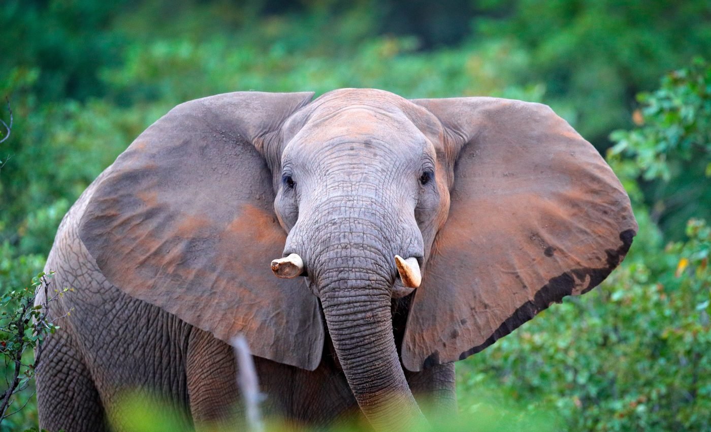 African forest elephants are running out of fruit