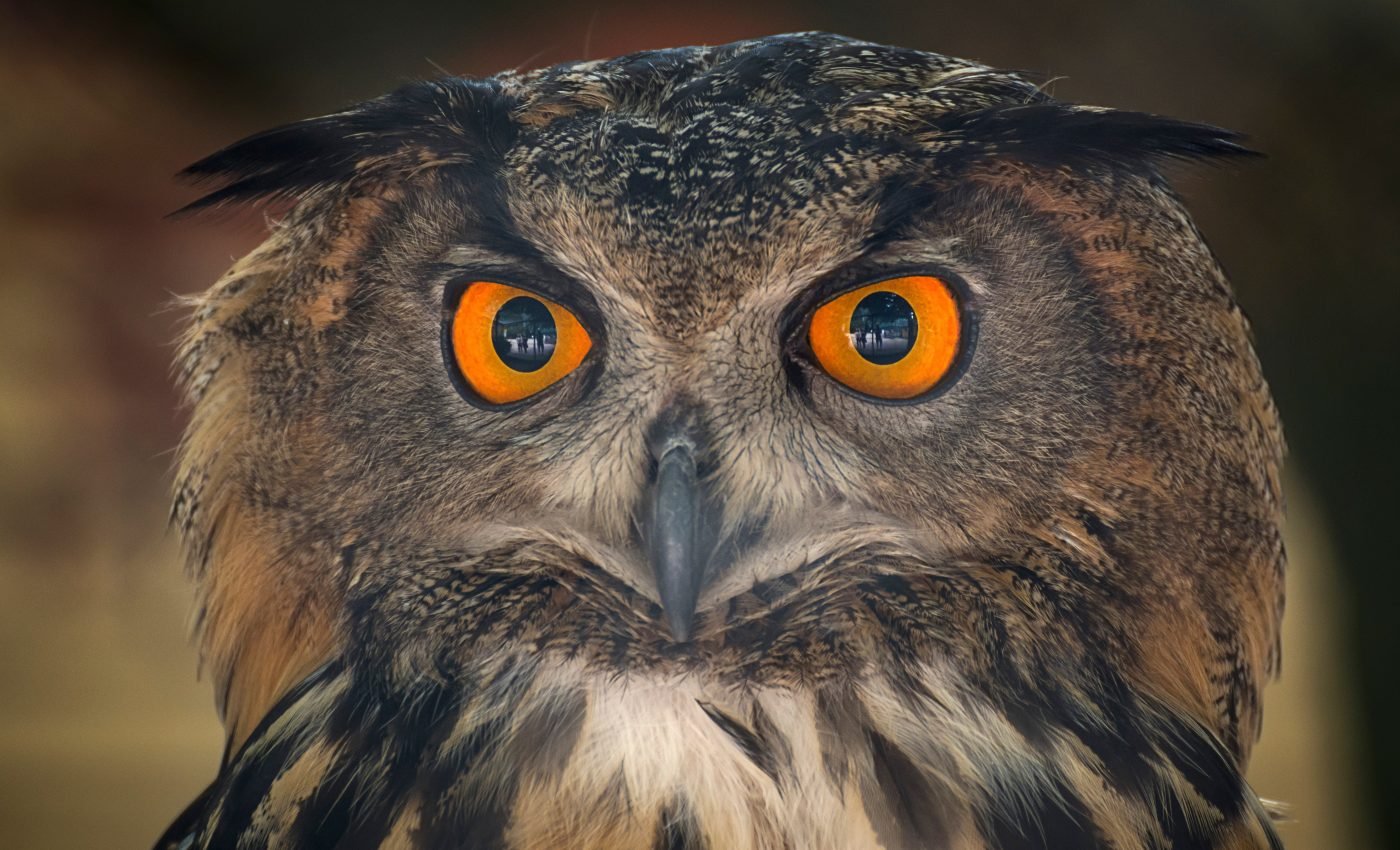 Birds with big eyes avoid bright human-altered landscapes