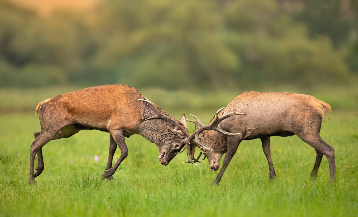 Rivalry helped drive intelligence among animals
