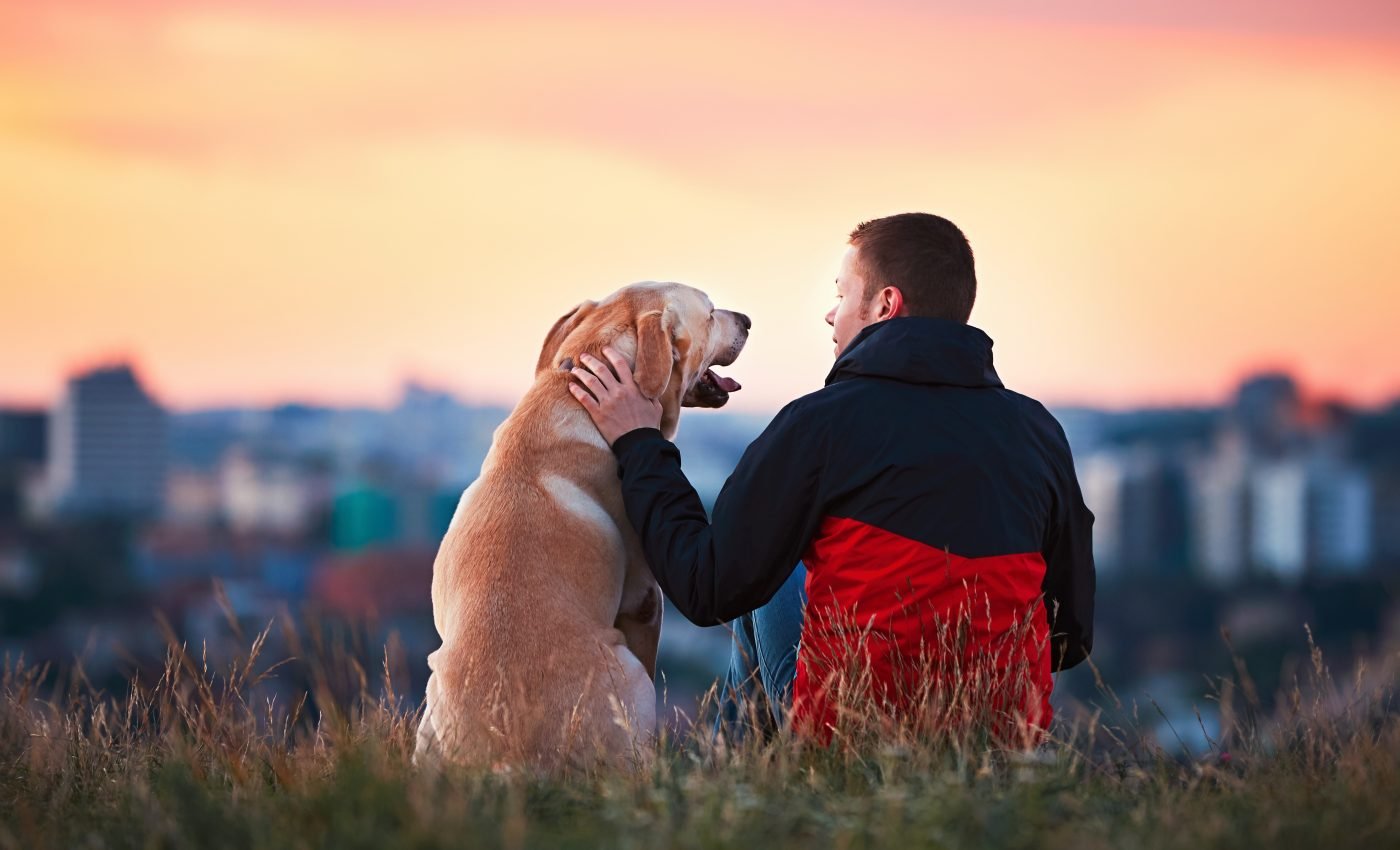 Dogs do not pay as much attention to faces as humans do