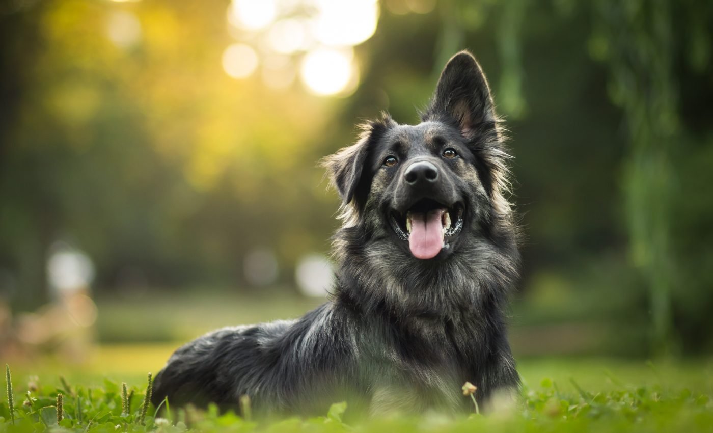 What if humans are spreading COVID-19 to other mammals?