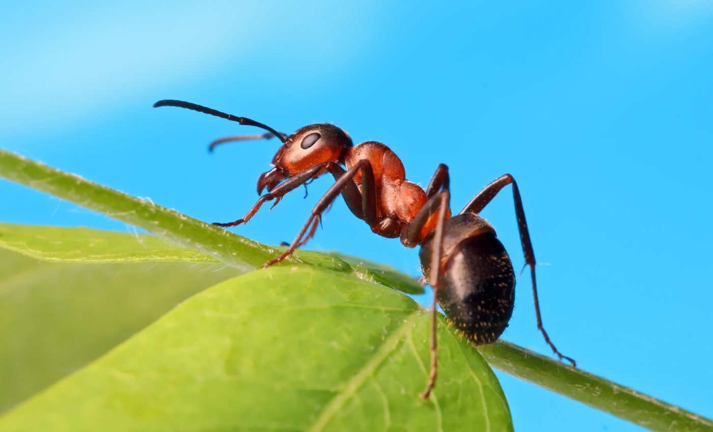 Ants show signs of cognitive sophistication