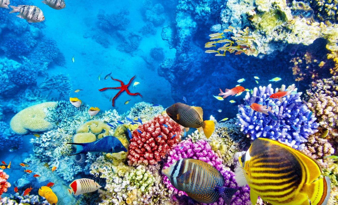 New species assemblages cause local extinctions