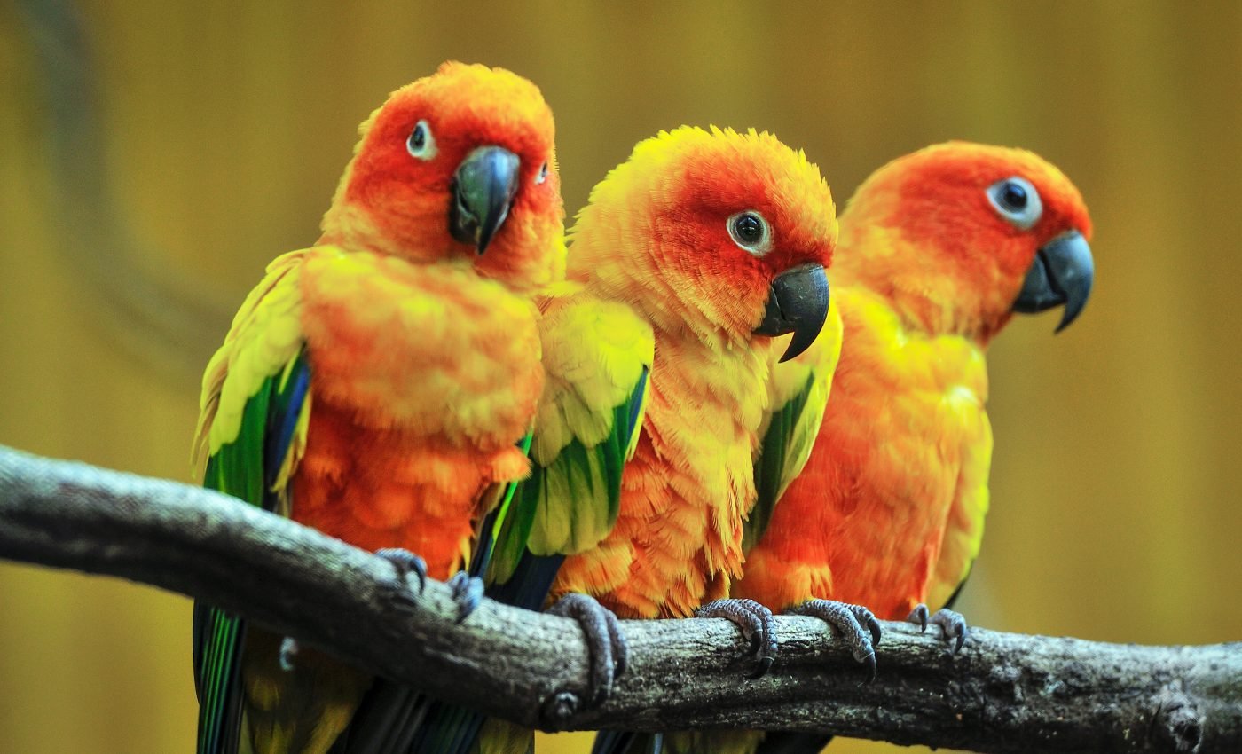 Parrot-like dinosaurs adapted new arms as they migrated