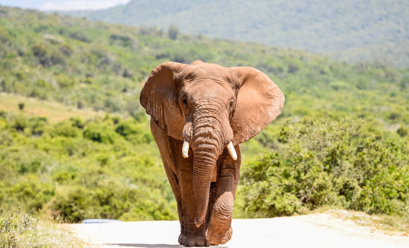 Elephants are vanishing from the Ivory Coast