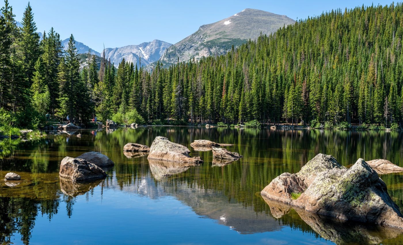 Destructive bark beetles create new habitats for wild bees
