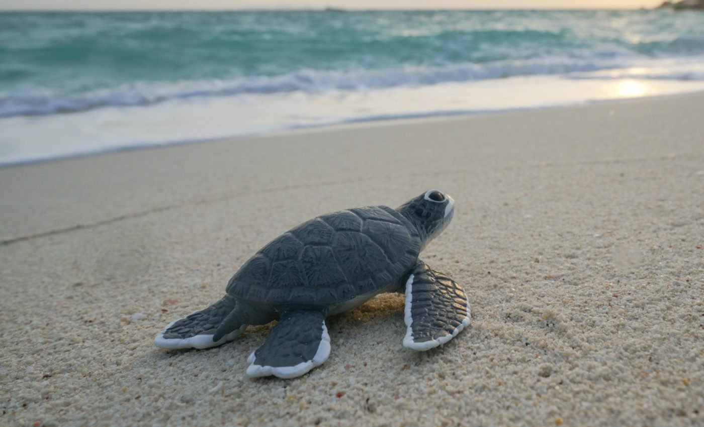Sea turtles are mysteriously declining in Ireland and the UK