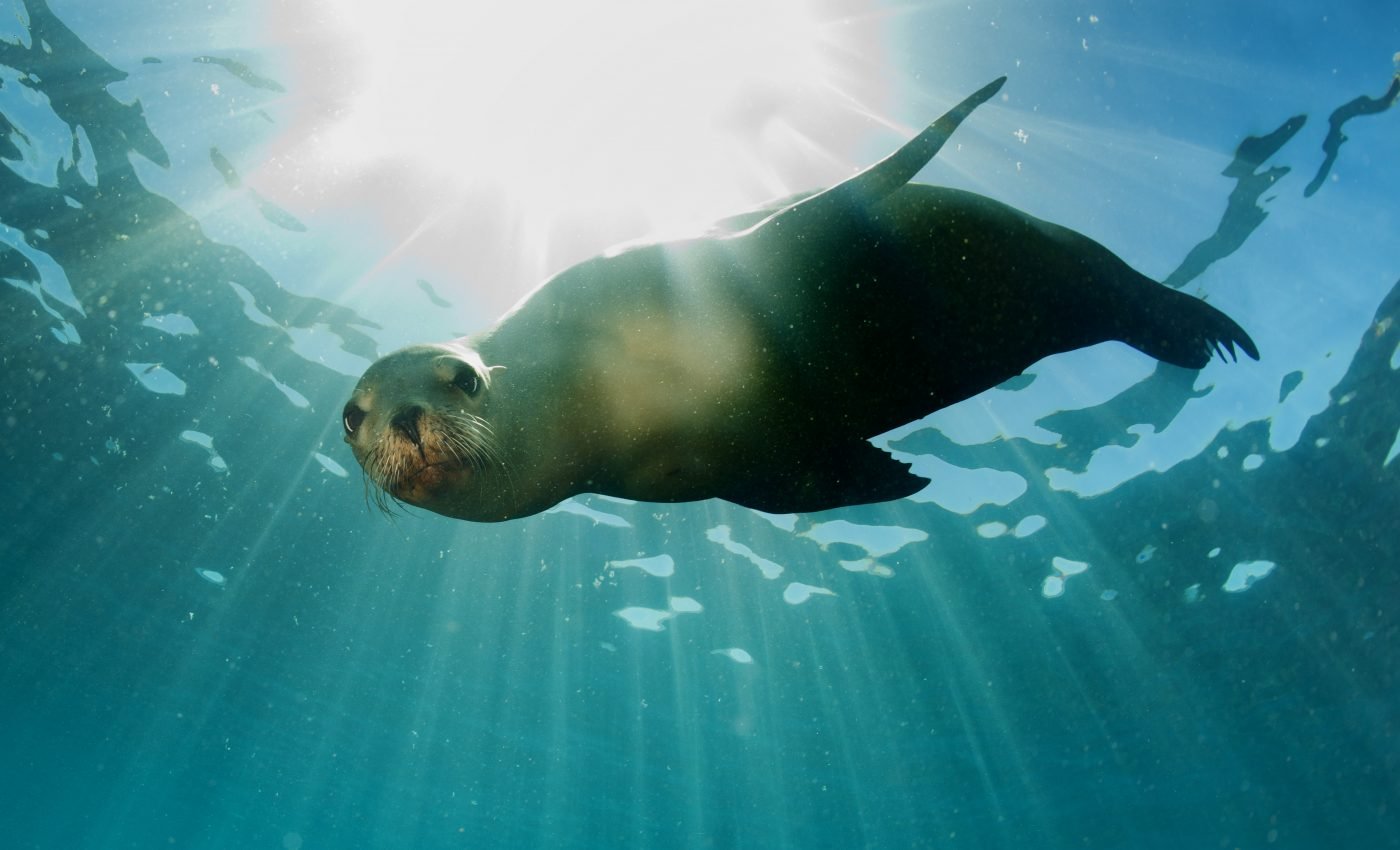 Sea lions have mastered the timing to prey on Chinook salmon