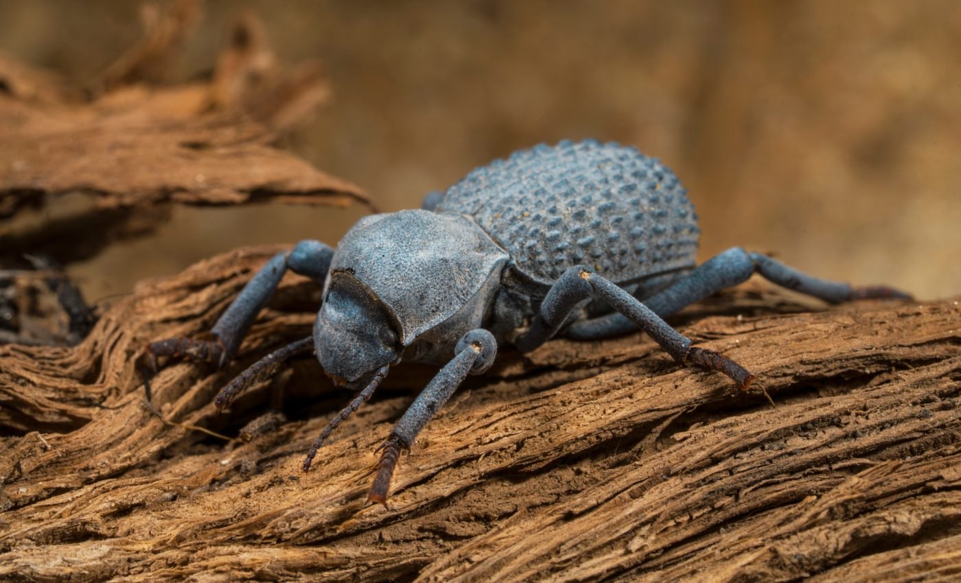 The diabolical ironclad beetle can survive being run over by a car