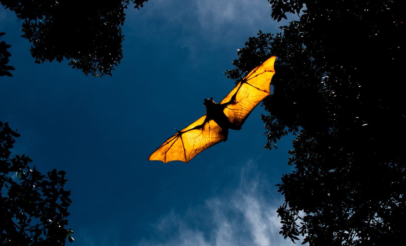 Rare dinosaurs used bat-like wings for gliding