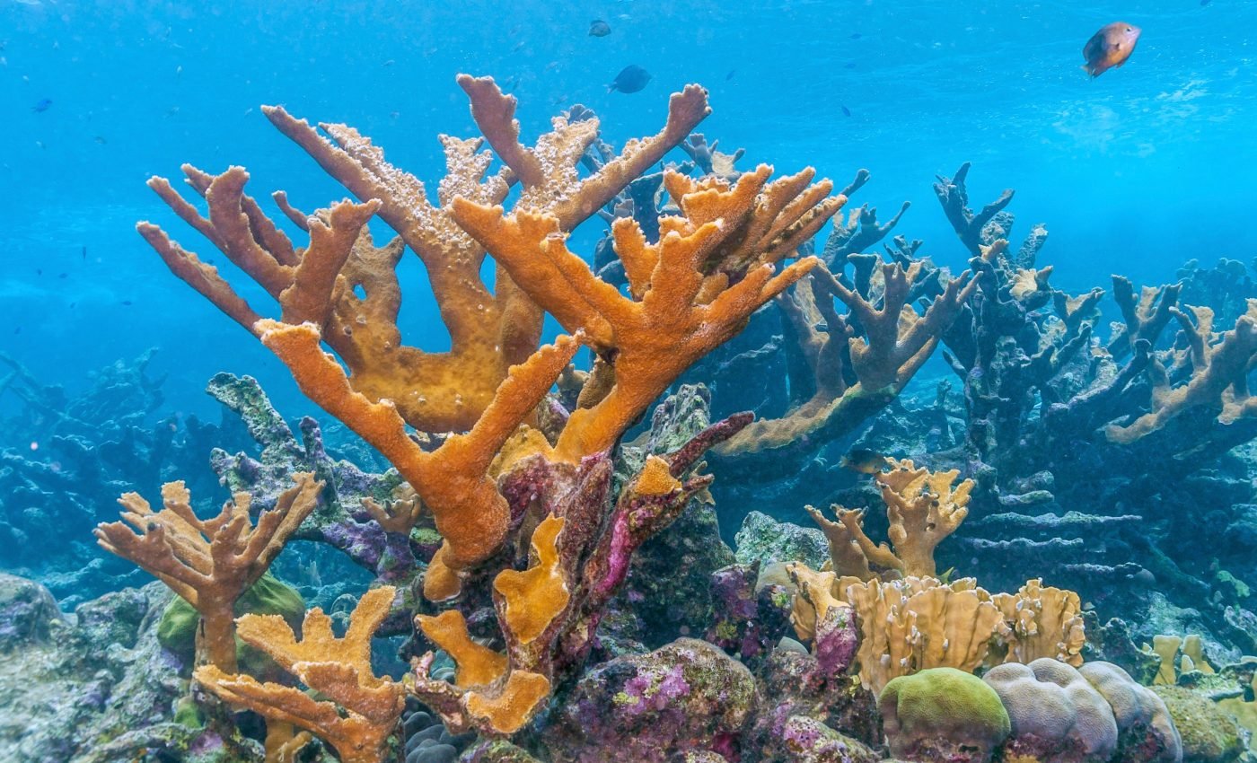 The Caribbean coral Acropora palmata will not vanish without a fight
