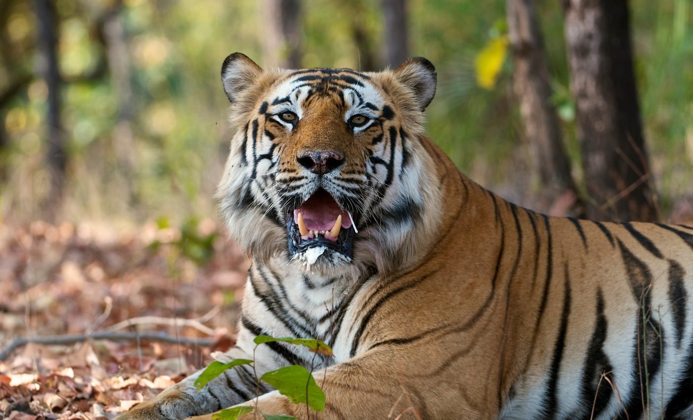 Top predators face the most imminent threat from habitat loss