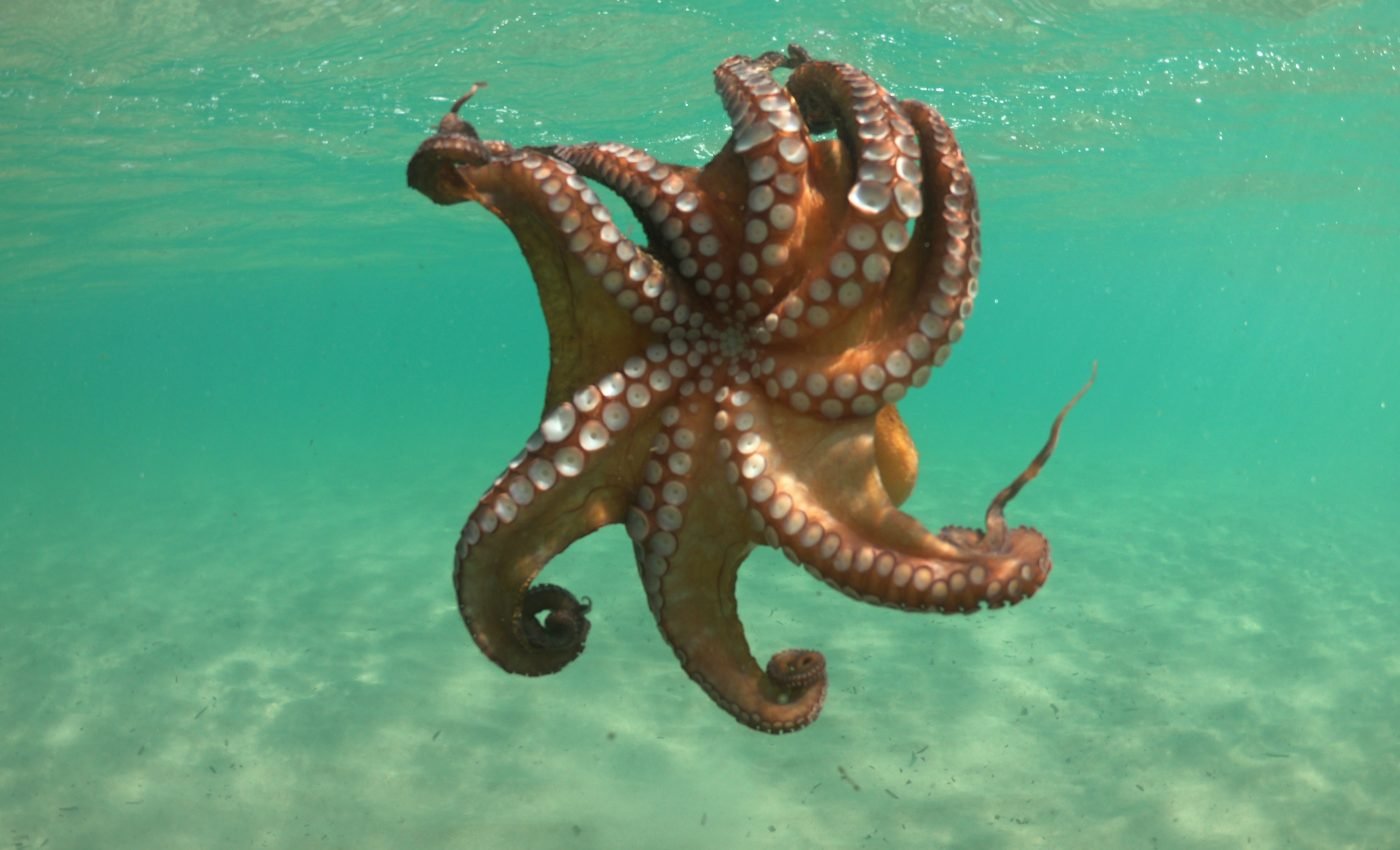 Scientists discover how octopuses can taste with their tentacles