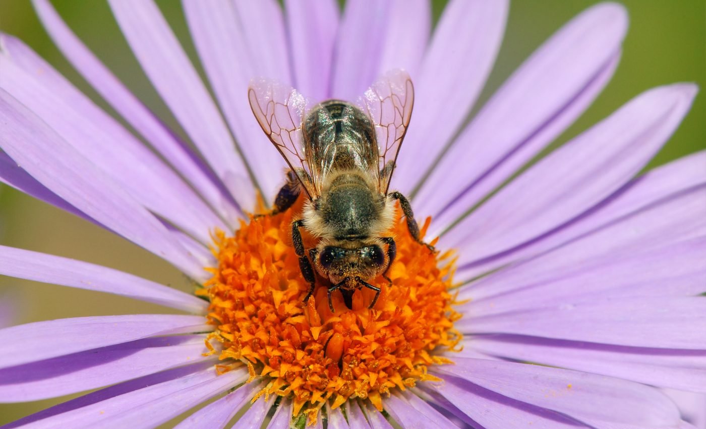 Australian bees adapted their vision to forage at night