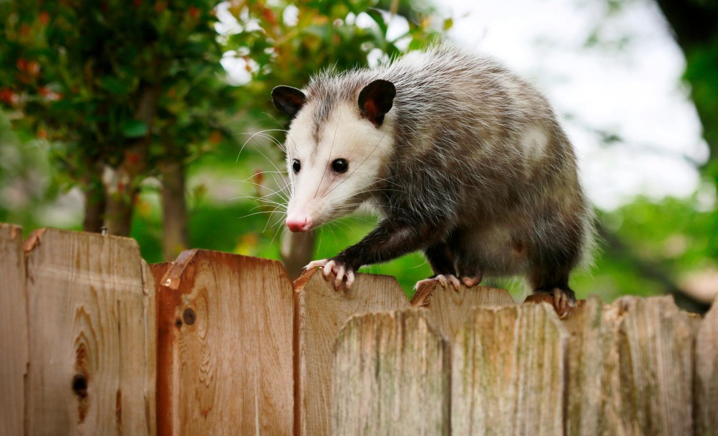 Wild animals are moving to the suburbs