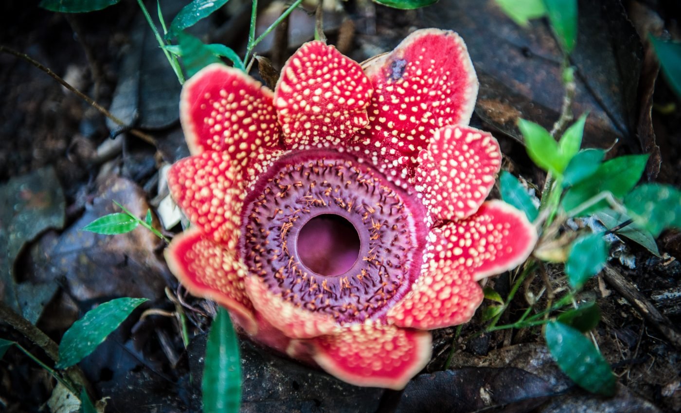 Parasitic plants depend on the hormone ethylene to launch an attack