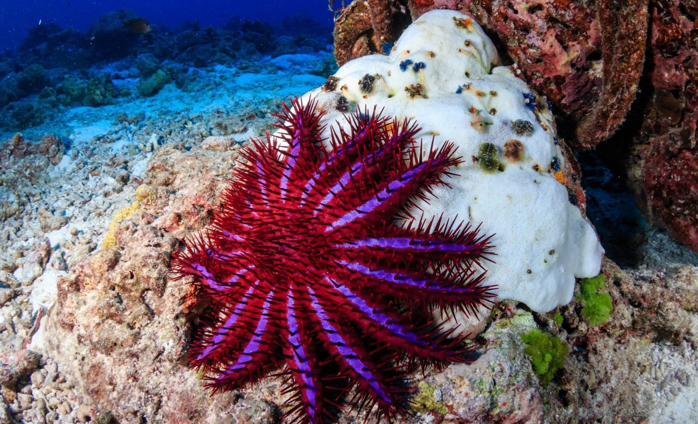 Crown-of-thorns starfish stay up all night to overindulge