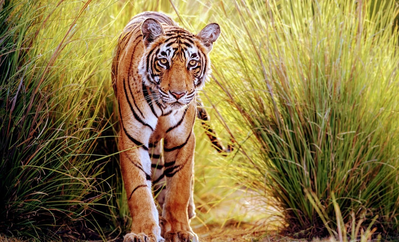 The geographical ranges of most animals are shrinking worldwide