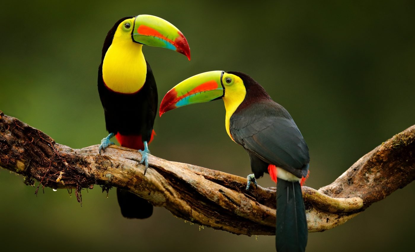 Tropical birds handle heat stress much better than expected