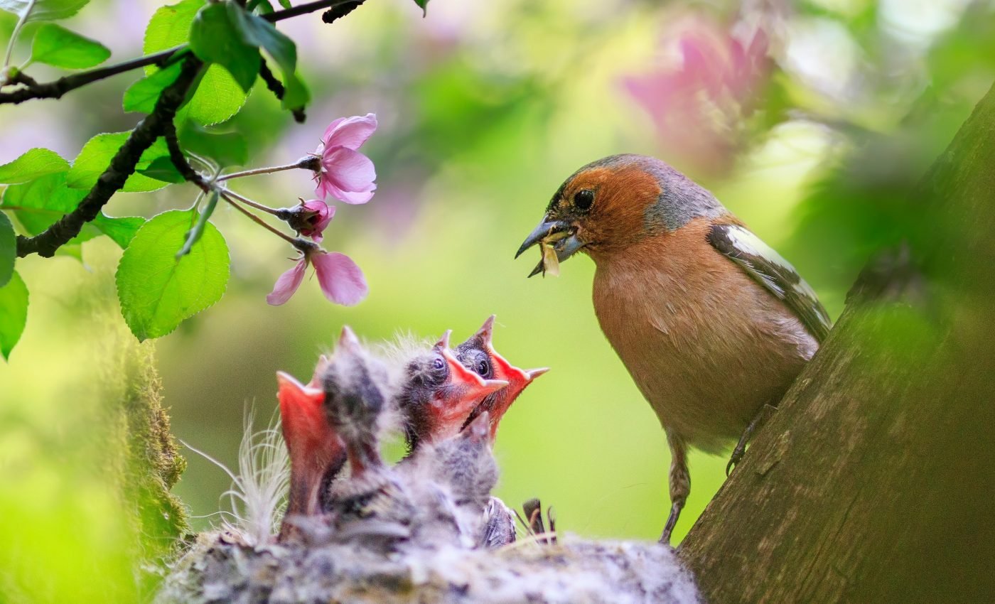 Songbirds abandon offspring early, but it's for their own good