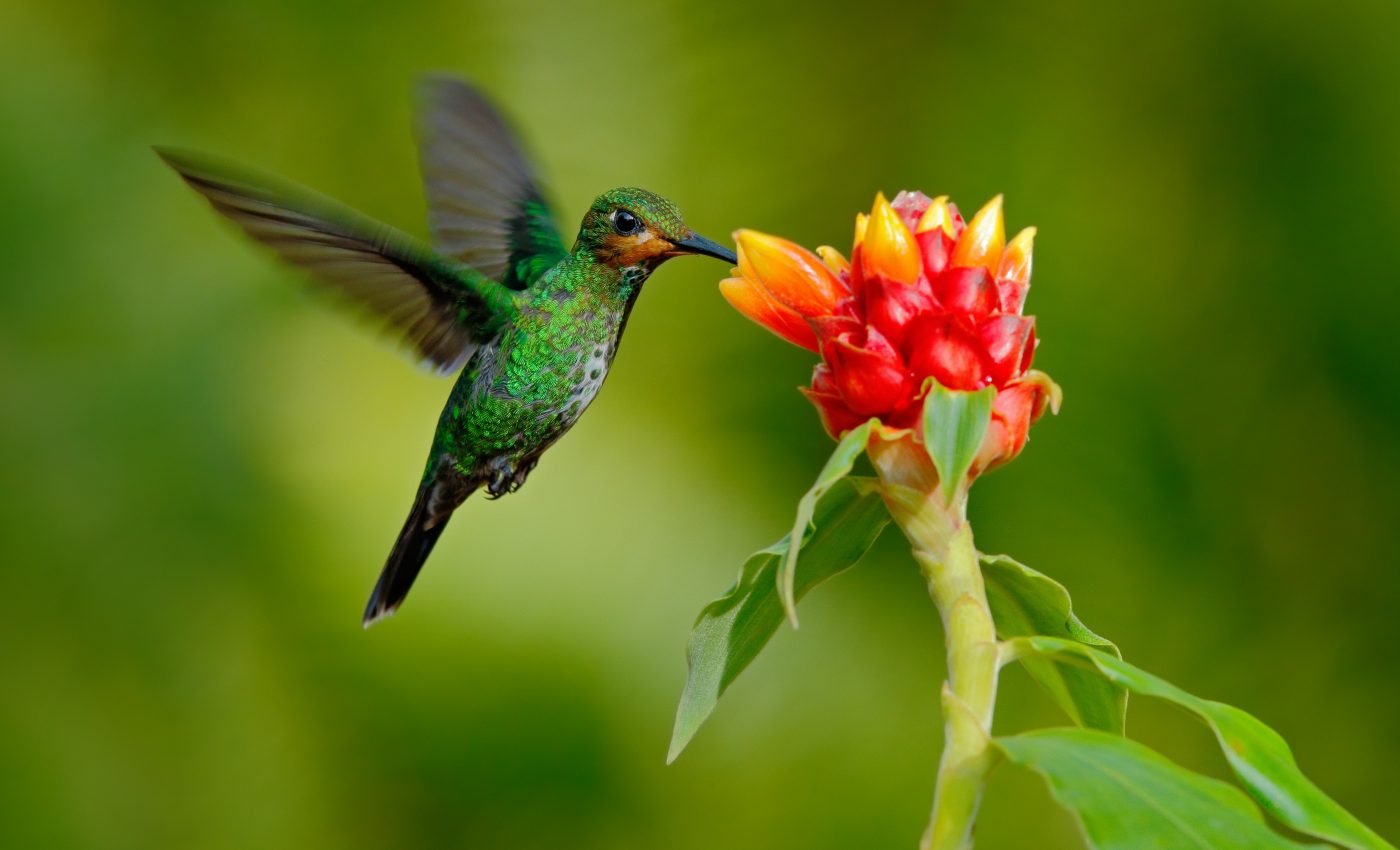 Migratory animals live faster and die younger than their relatives