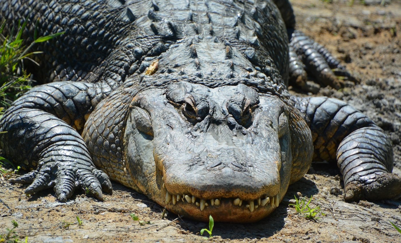 Complex tail regeneration has been discovered in alligators