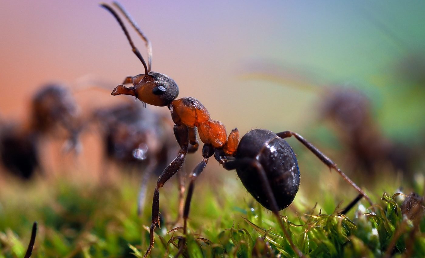 Ants swallow their own acid to avoid getting sick