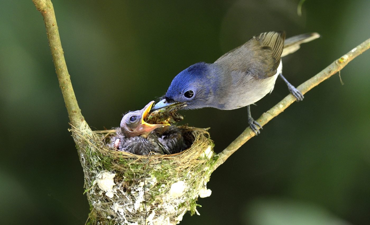 The local environment plays a role in how species acclimate