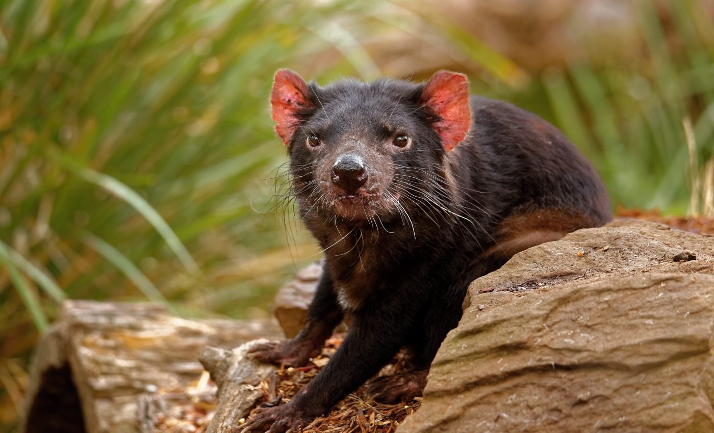 Deadly disease spread by Tasmanian devils is evolving