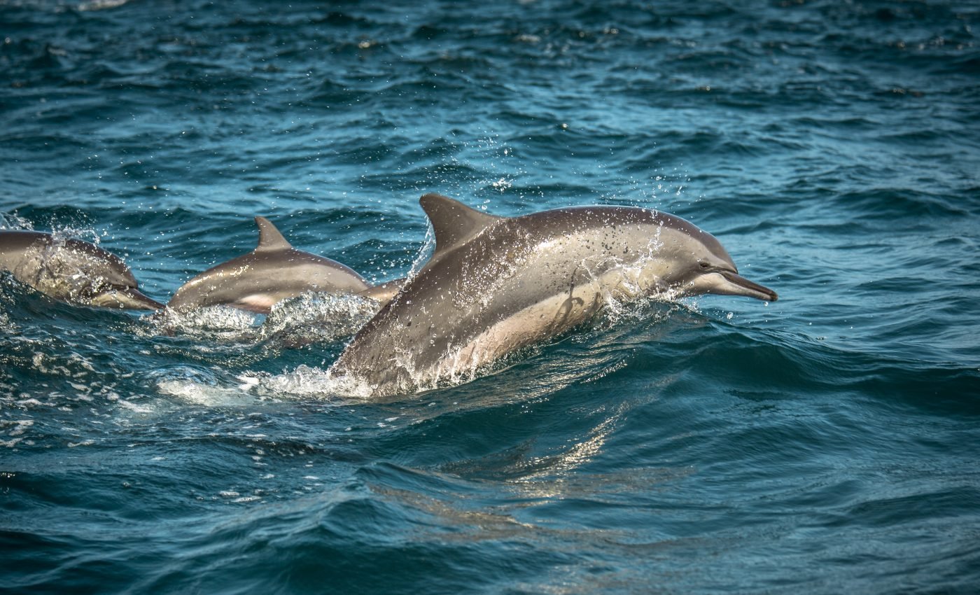 Dolphins lower their heart rate before diving to conserve oxygen