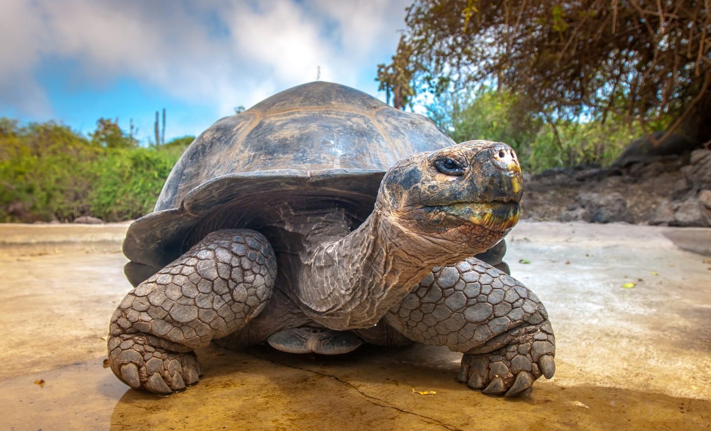 Animals with higher genetic variation are much more resilient