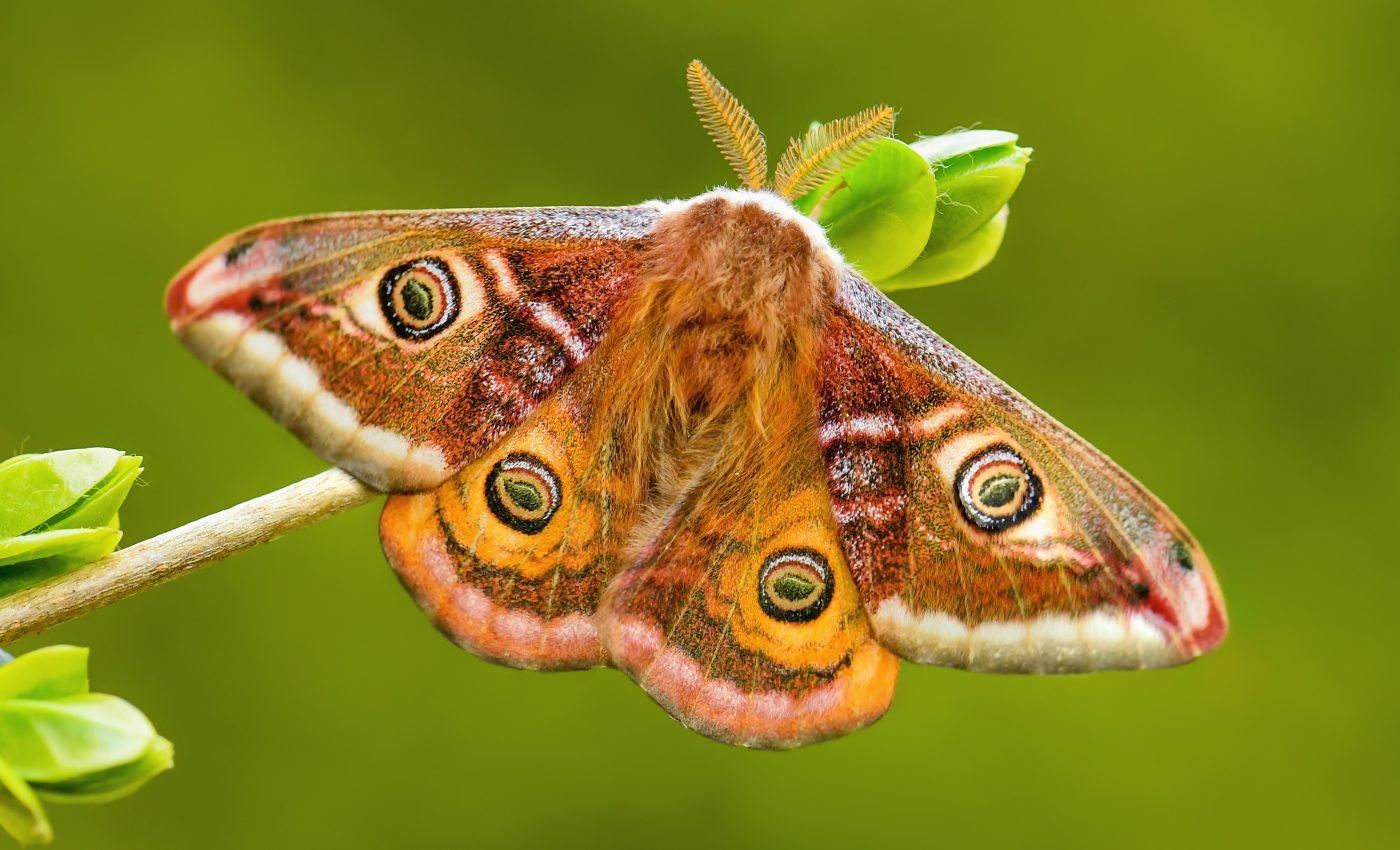 Tiny moth wings absorb big sounds to evade predators