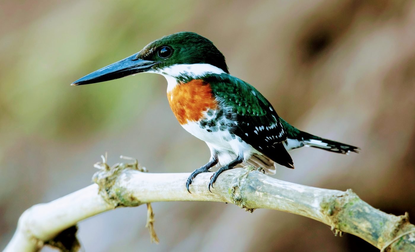 The Clean Air Act has saved as many as 1.5 billion birds