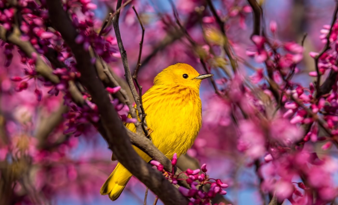 Two genes are responsible for the rapid diversification of warblers