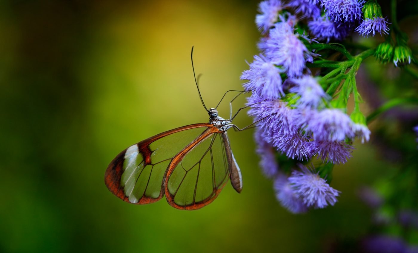 Scientists solve the mystery of how insects got their wings