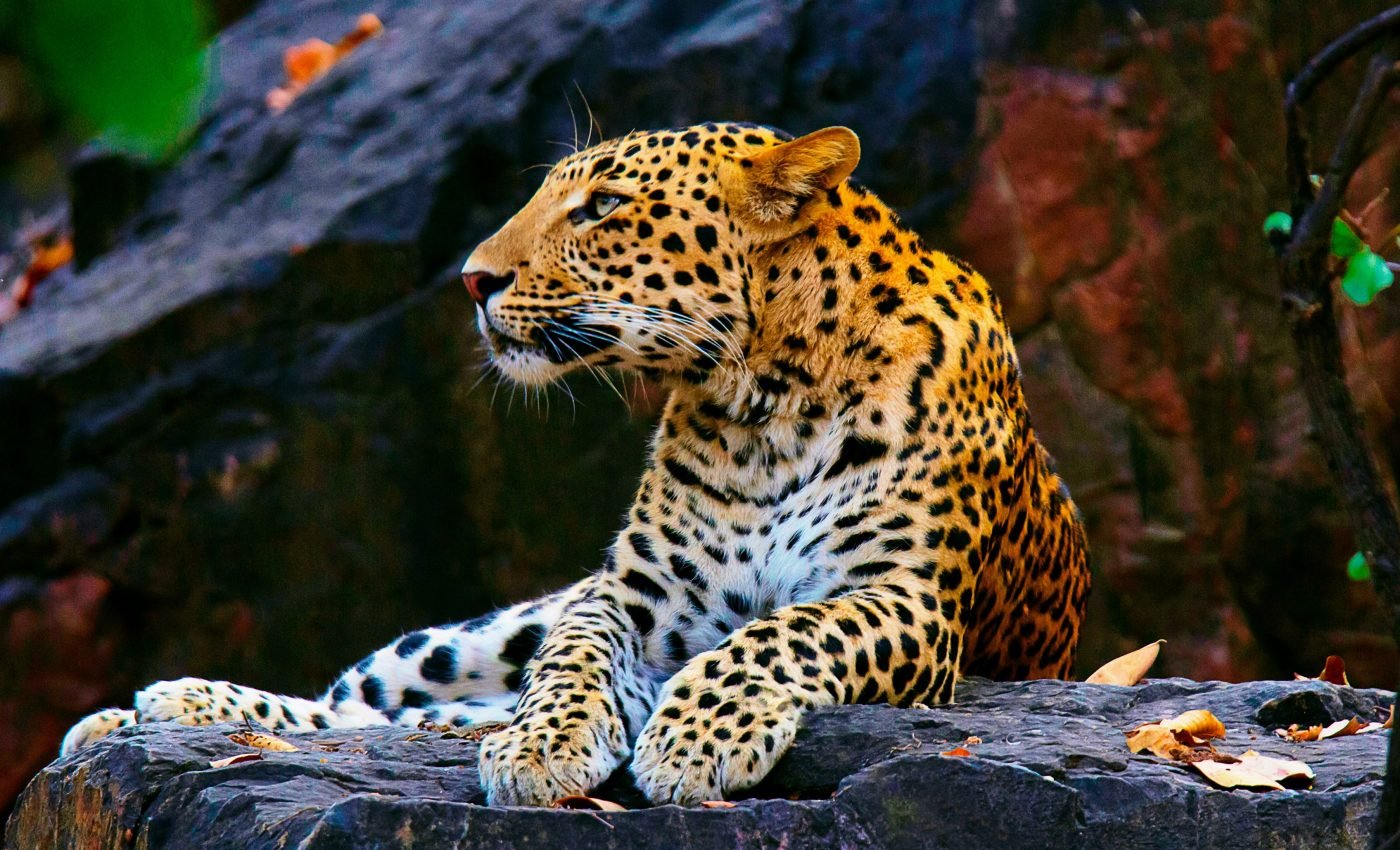 How animals got their complex color patterns