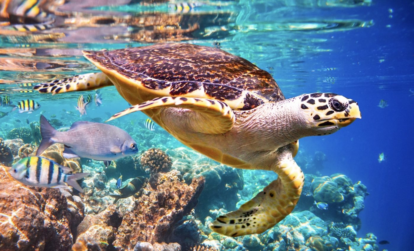 Sea turtles may not survive human-driven temperature changes