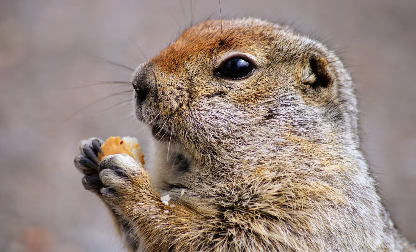 Arctic ground squirrels recycle their own nutrients