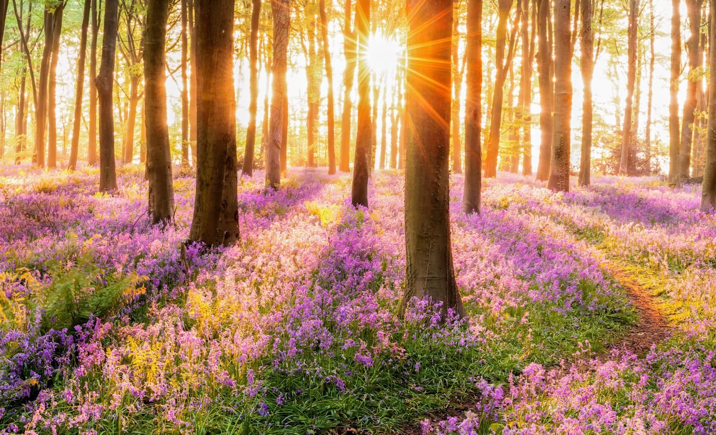 Nature conservation must become more dynamic