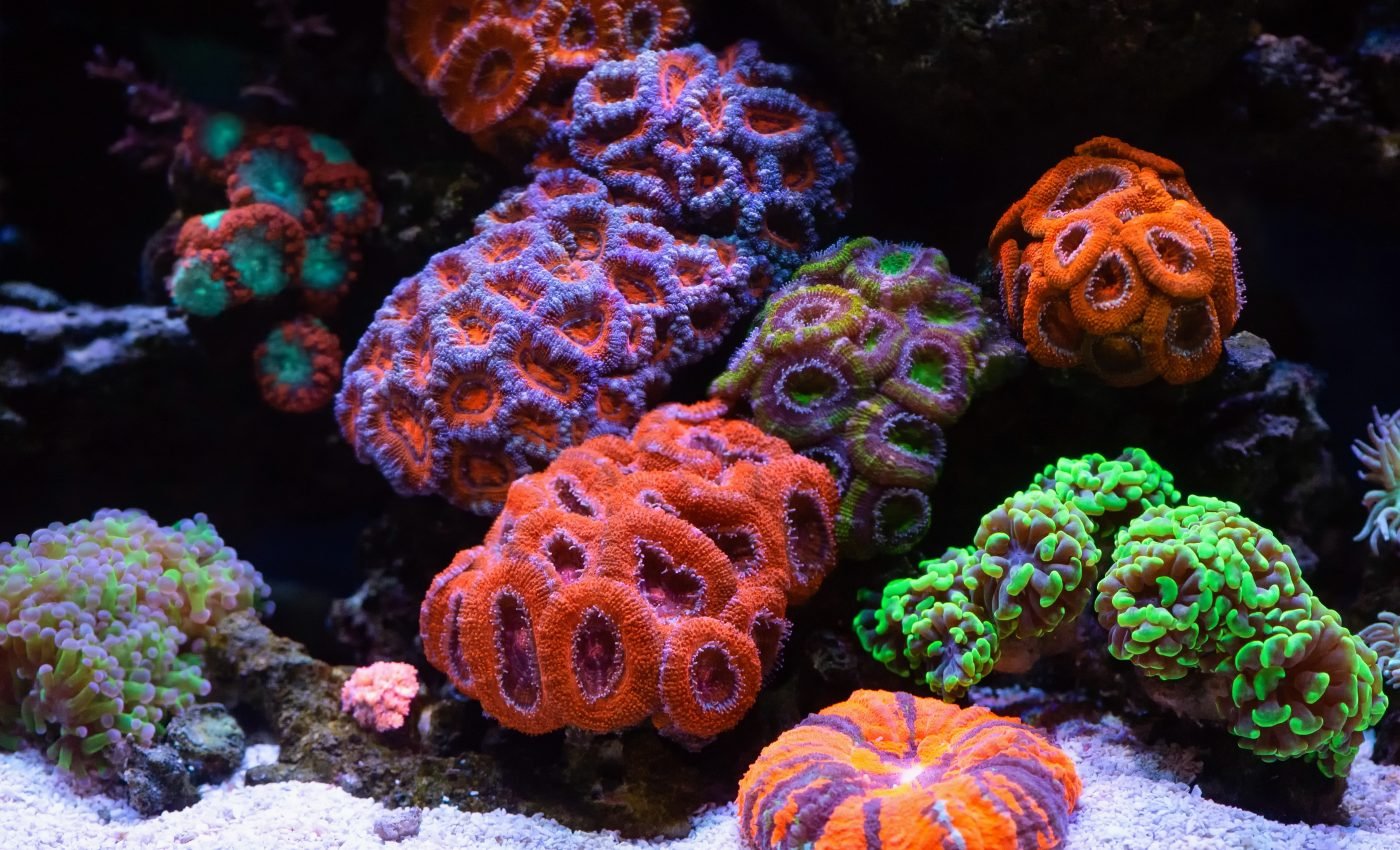 Caribbean king crabs can help restore coral reefs