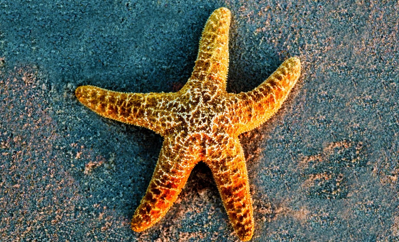 Common starfish may not survive extreme ocean conditions