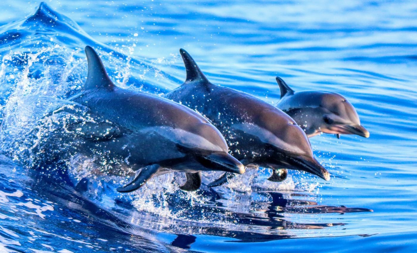 Mysterious and deadly dolphin disease has been linked to climate change