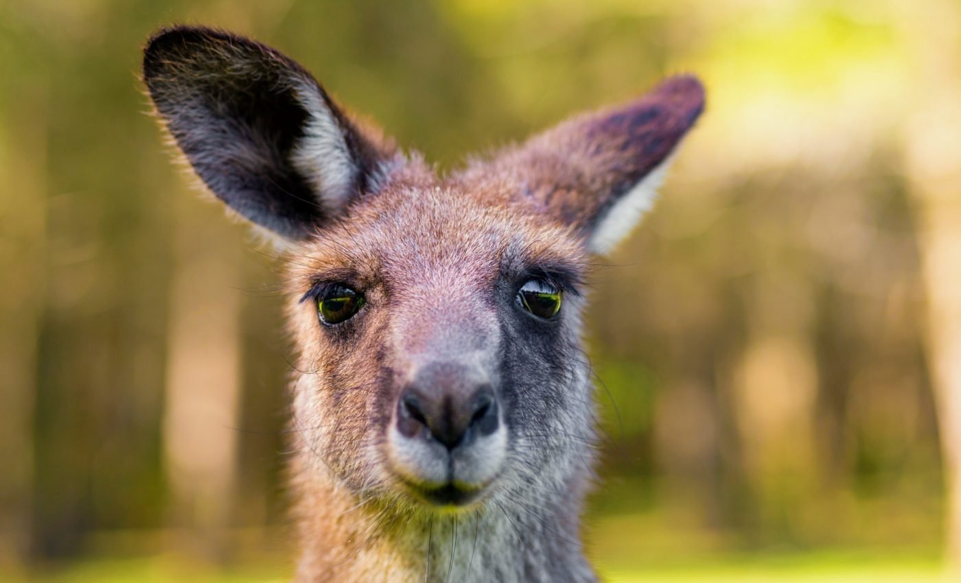 Kangaroos actively communicate with humans