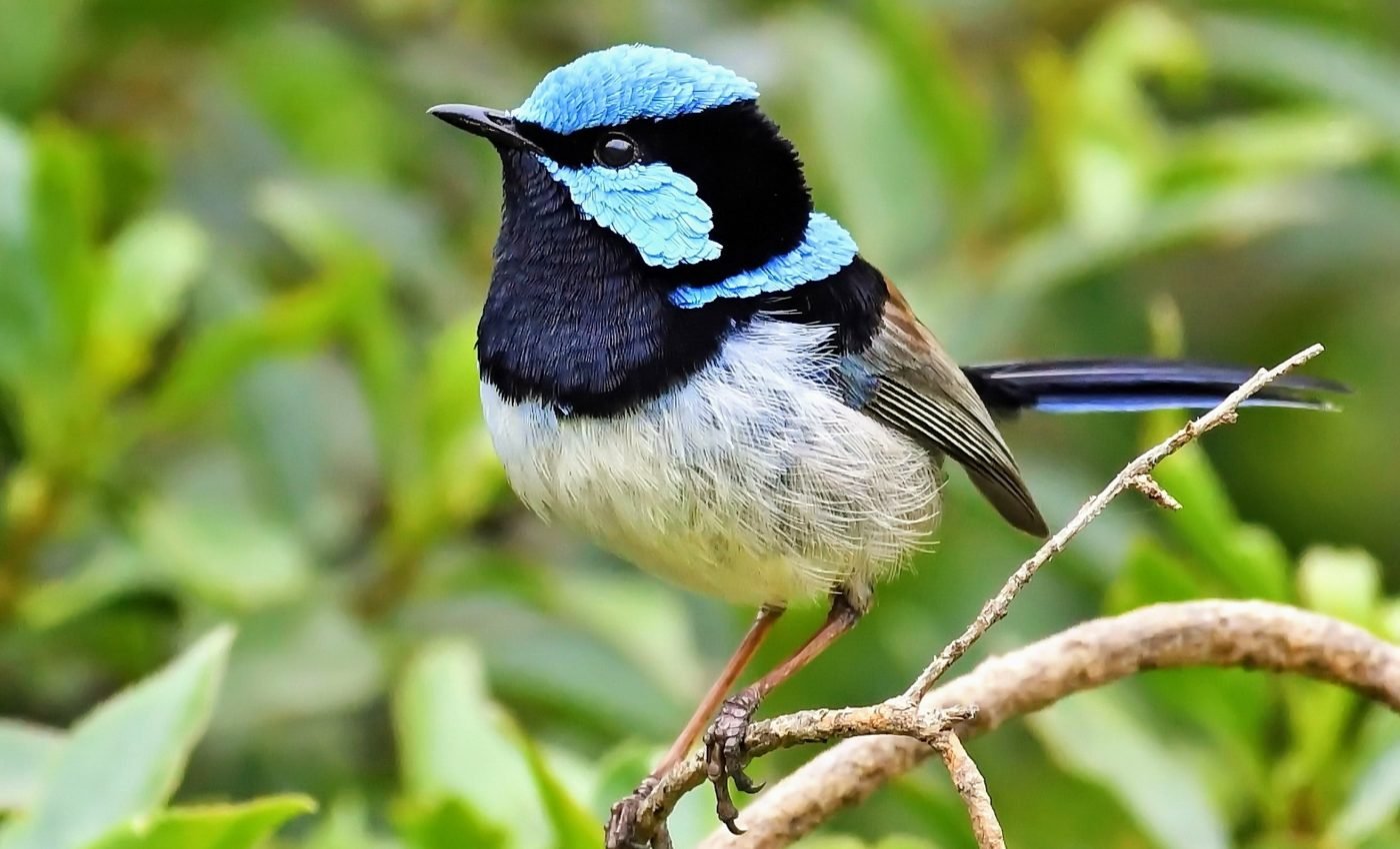 Male fairy-wrens are not always what they seem