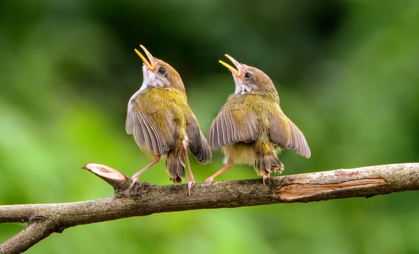 Birdsong frequency is influenced by sexual selection