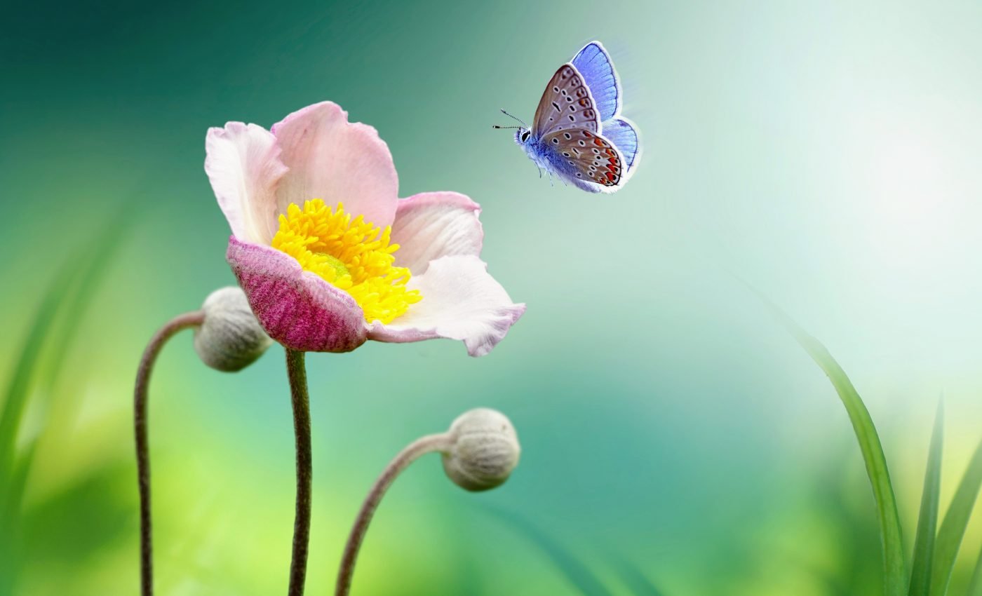 Scientists describe a flower that lived 100 million years ago