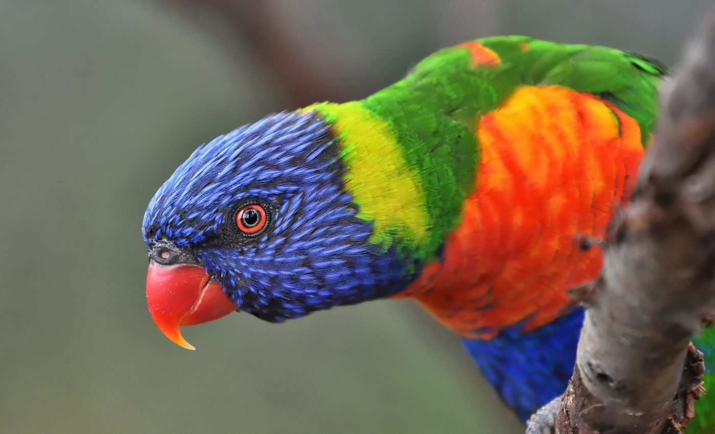 Scientists identify the proteins that allowed vertebrates to evolve