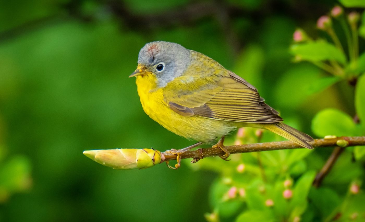 Shocking bird mortality event was caused by long-term starvation