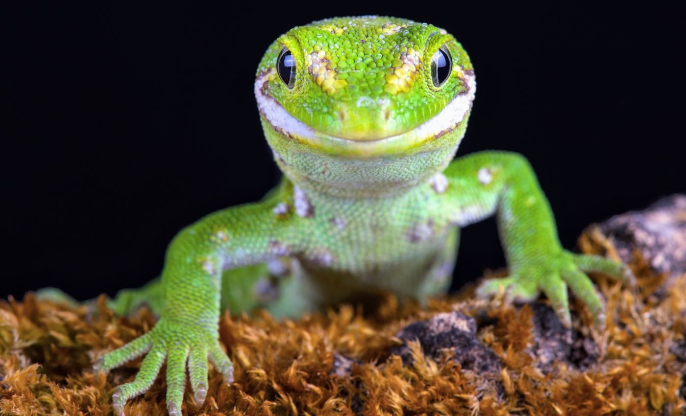 The Natural History Museum introduced 503 new species in 2020