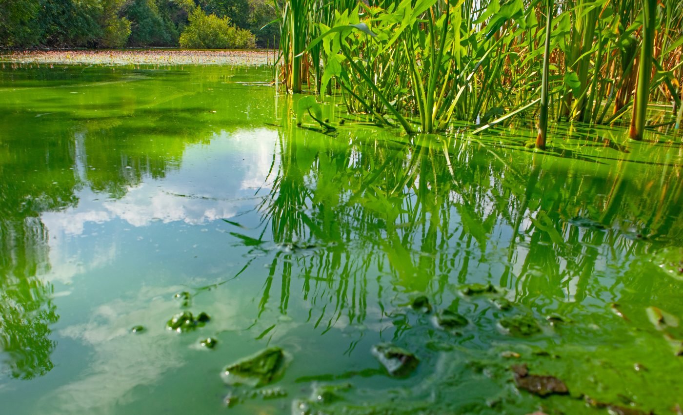 Cyanobacteria may shed new light on the history of life on Earth